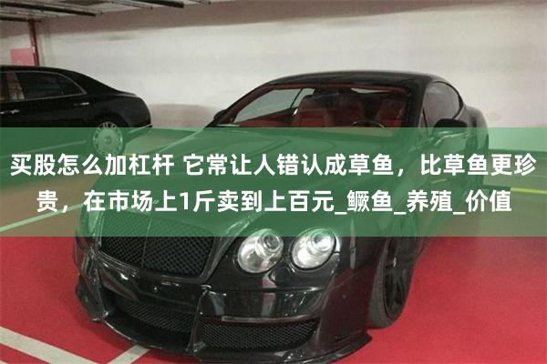 买股怎么加杠杆 它常让人错认成草鱼，比草鱼更珍贵，在市场上1斤卖到上百元_鳜鱼_养殖_价值