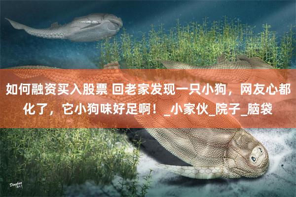 如何融资买入股票 回老家发现一只小狗，网友心都化了，它小狗味好足啊！_小家伙_院子_脑袋