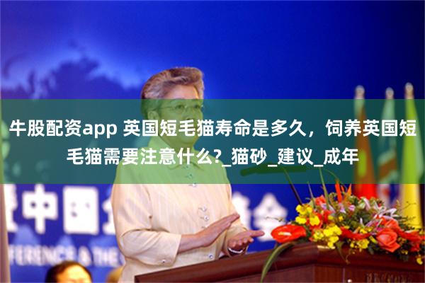 牛股配资app 英国短毛猫寿命是多久，饲养英国短毛猫需要注意什么?_猫砂_建议_成年