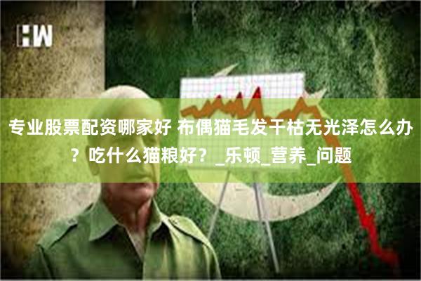 专业股票配资哪家好 布偶猫毛发干枯无光泽怎么办？吃什么猫粮好？_乐顿_营养_问题