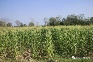 掌上菜園上線啦，動動手指就上菜