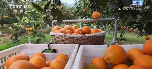 便捷物流助力小臍橙遠銷海外，家禽家畜產業協同發展，共筑鄉村振興“黃金果”